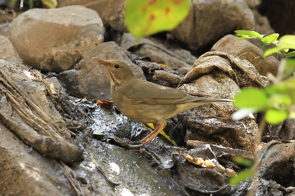 Tickell's Thrush 